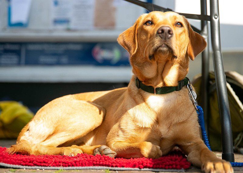 A golden retreiver enjoying the music at the Fakenham Music Festival