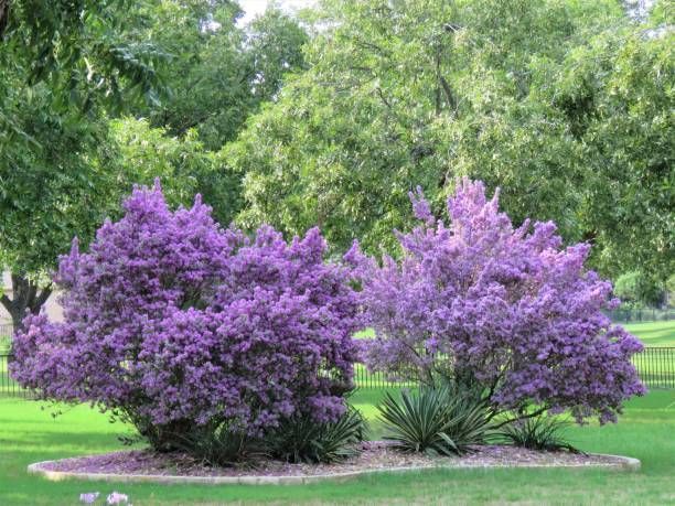 There are purple flowers on the bushes in the park.