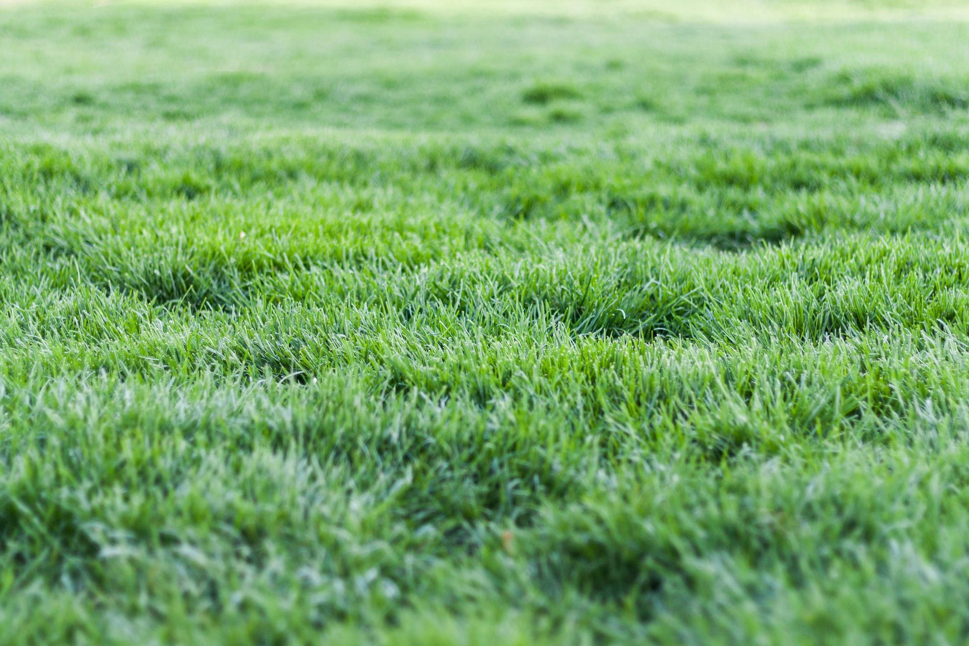 A close up of a lush green field of grass.