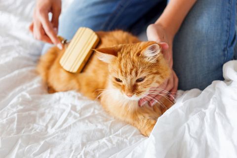 Woman Combs A Dozing Cat's Fur — Arlington, TX — Pet Club