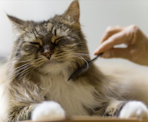 Cat Grooming Service — Brooksville, Fl — A Mobile Pet Groomer