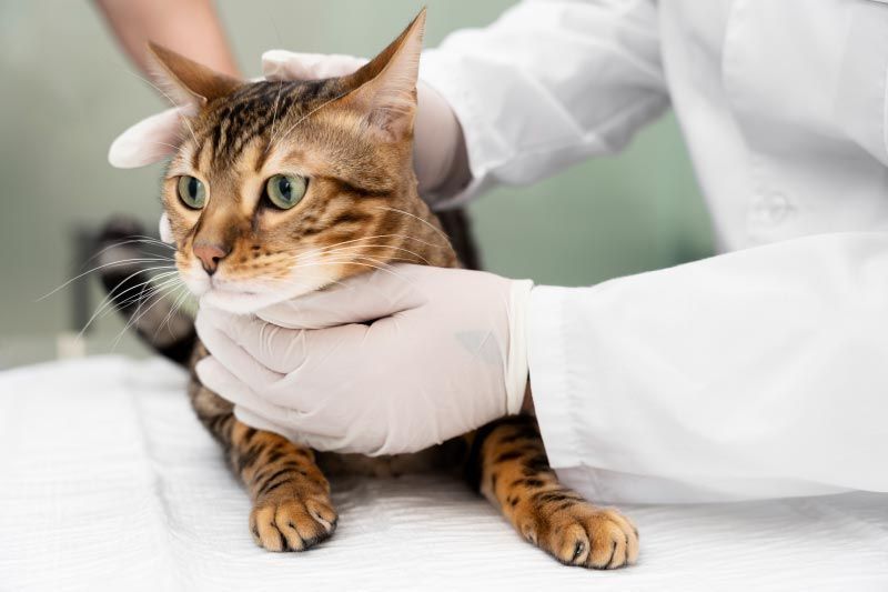 Pet Vaccinations