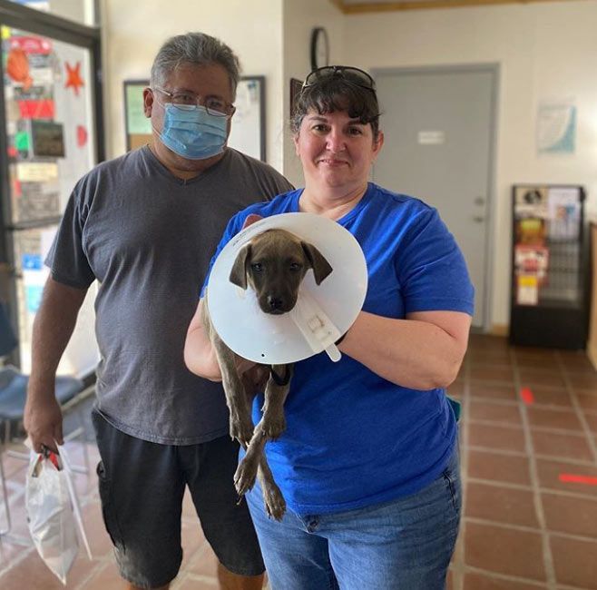 Delta Humane Society SPCA pets for adoption
