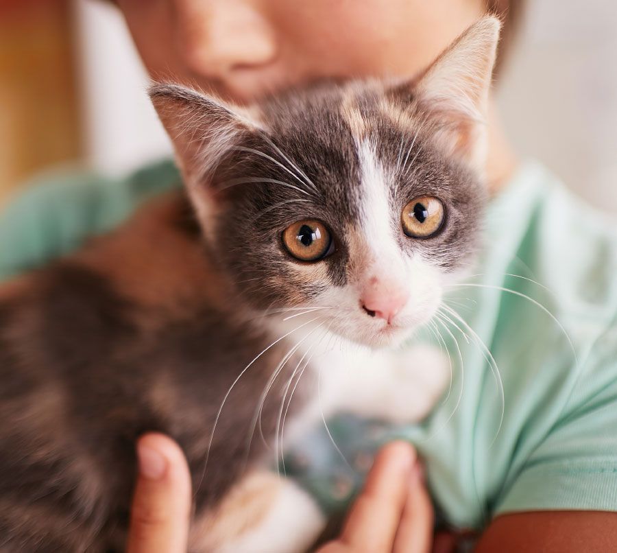 Donate to the Delta Humane Society of San Joaquin County