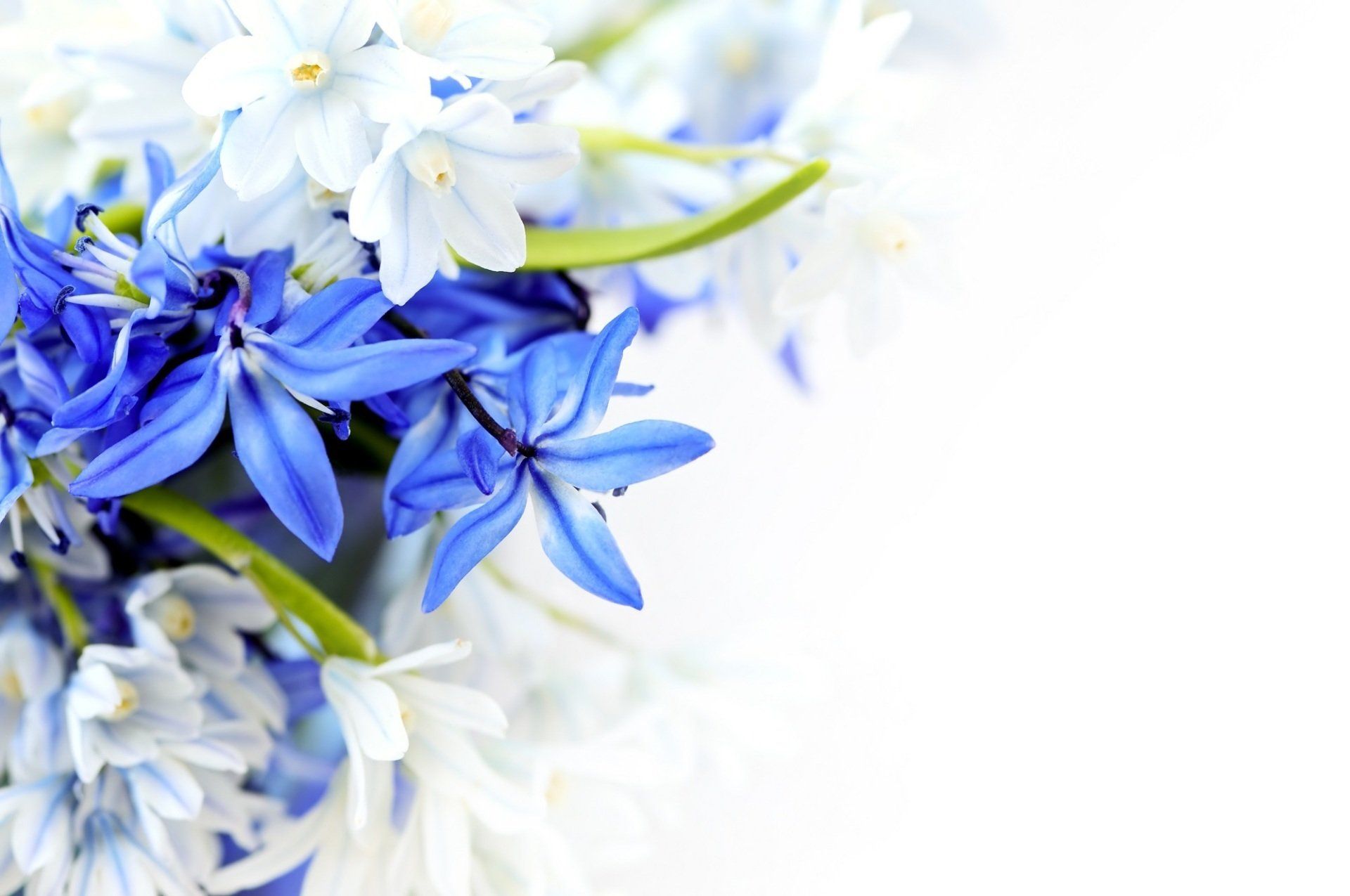 Send Flowers