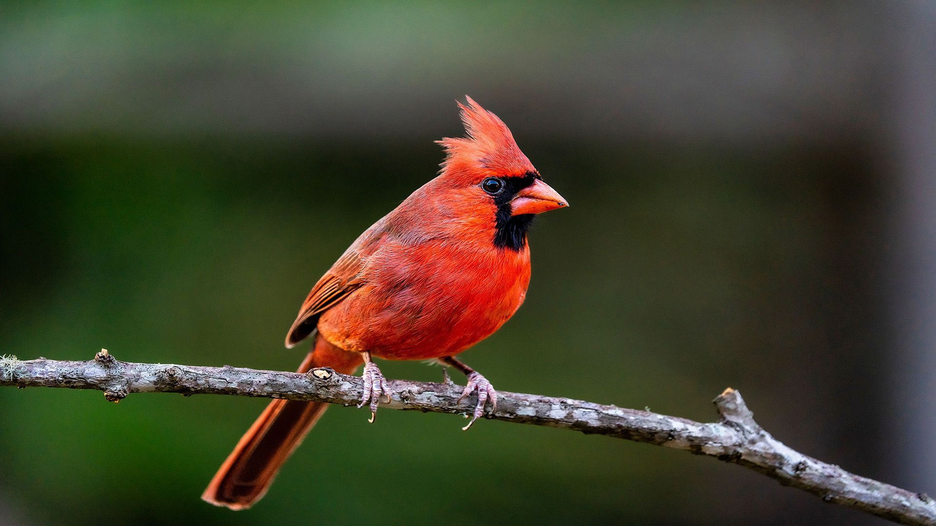 Red cardinal bird perched on a branch, facing left. Its bright red plumage contrasts against a green background.