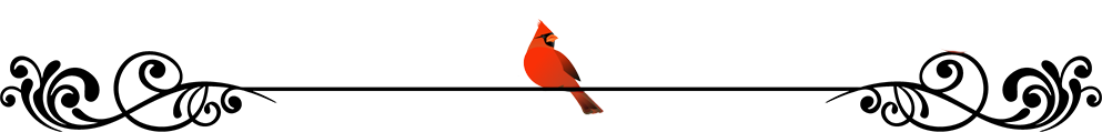Cardinal perched on a decorative black line with floral scroll ends.