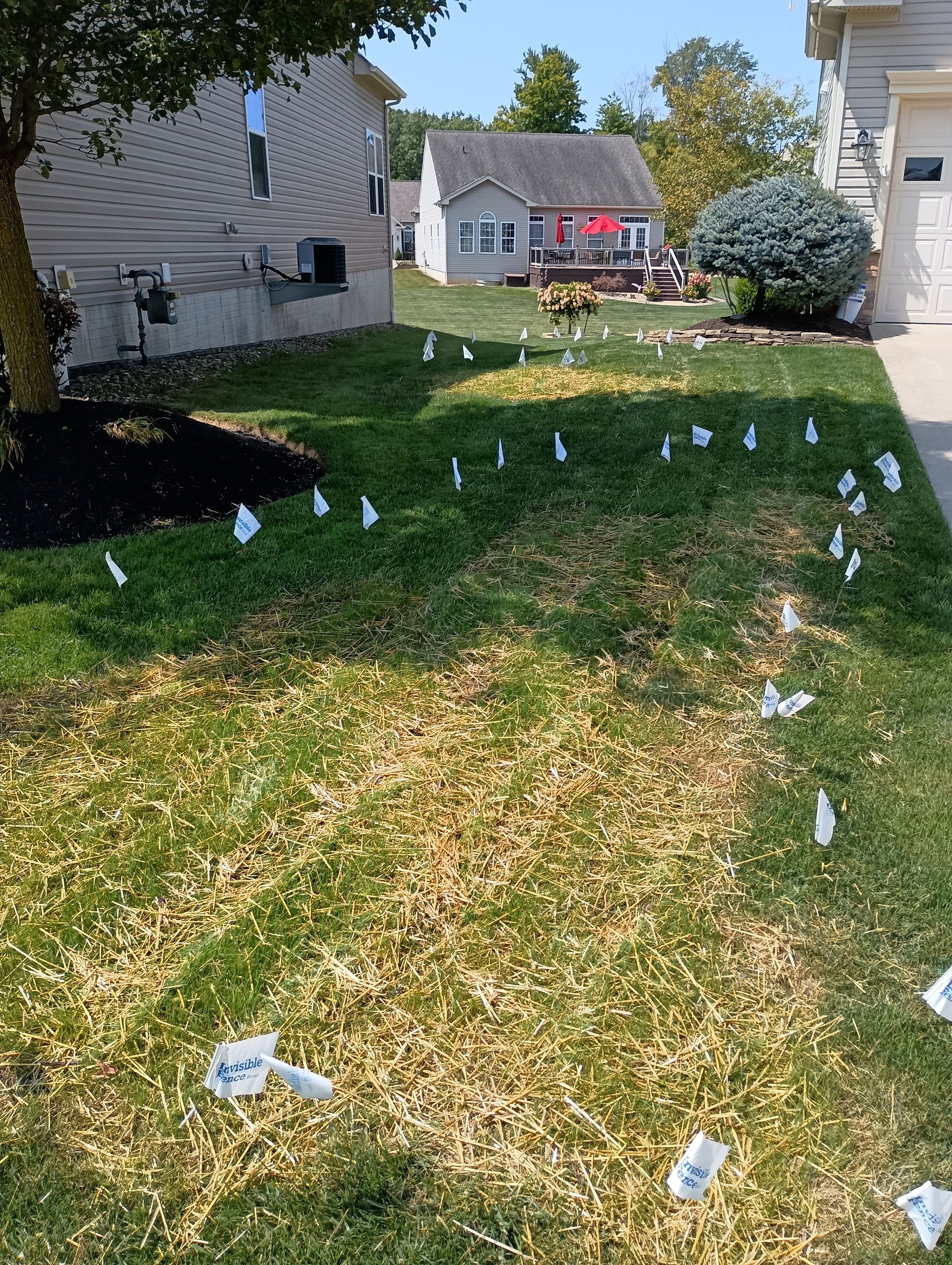 A residential lawn with white flags marking a path through discolored grass. Houses in the background.