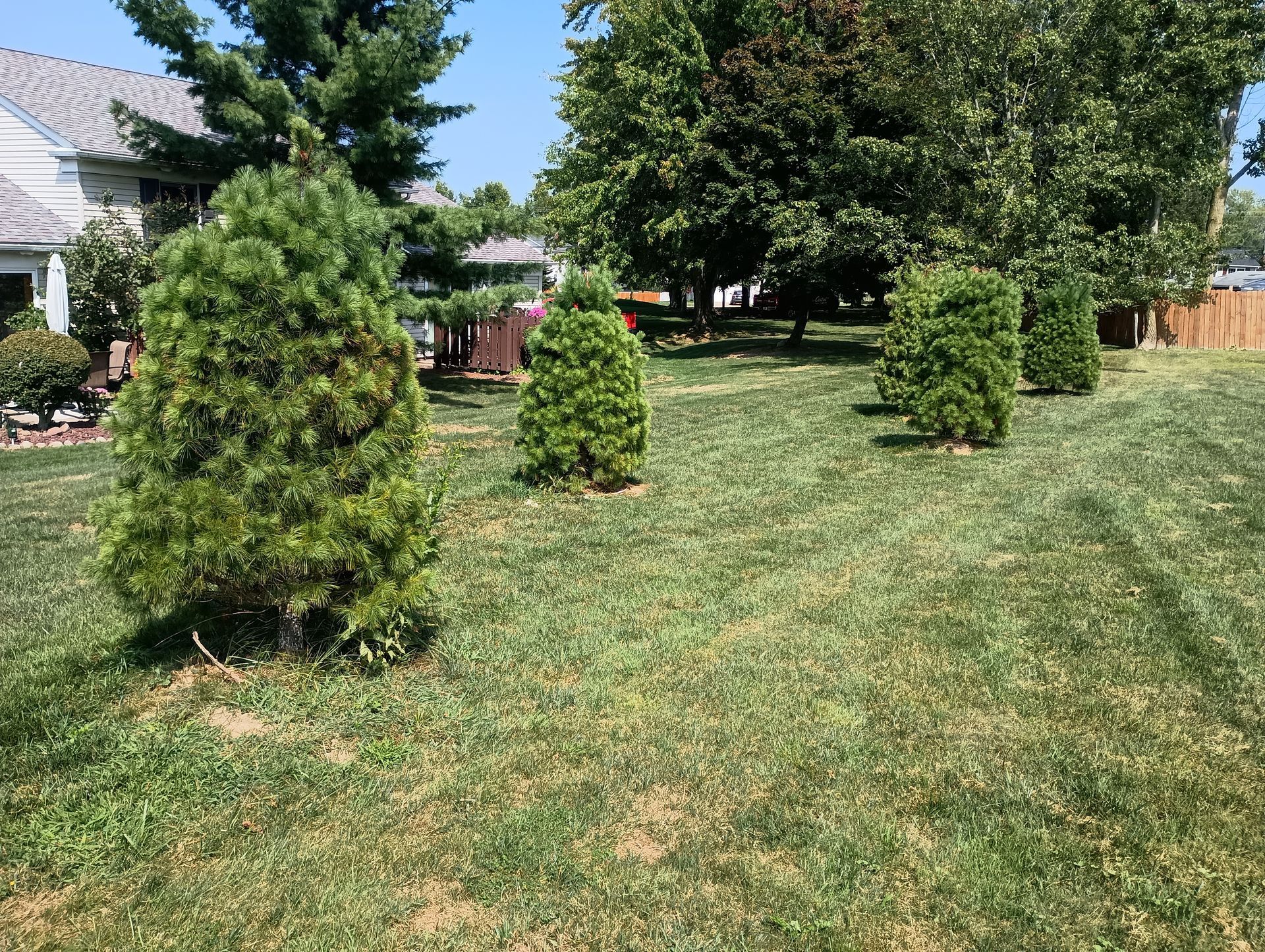 Green lawn with small evergreen trees in front of a house, under a blue sky.