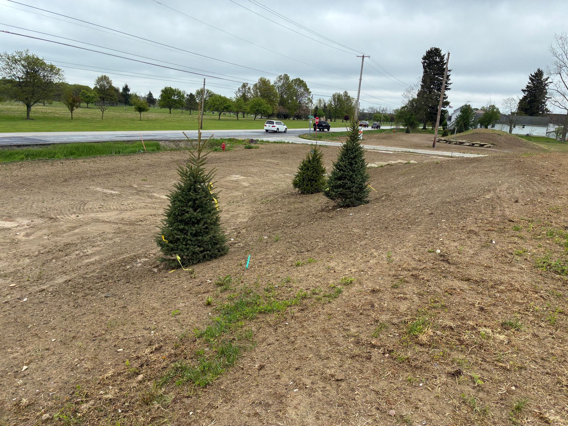 Three small evergreens planted in a dirt field next to a road, overcast sky.