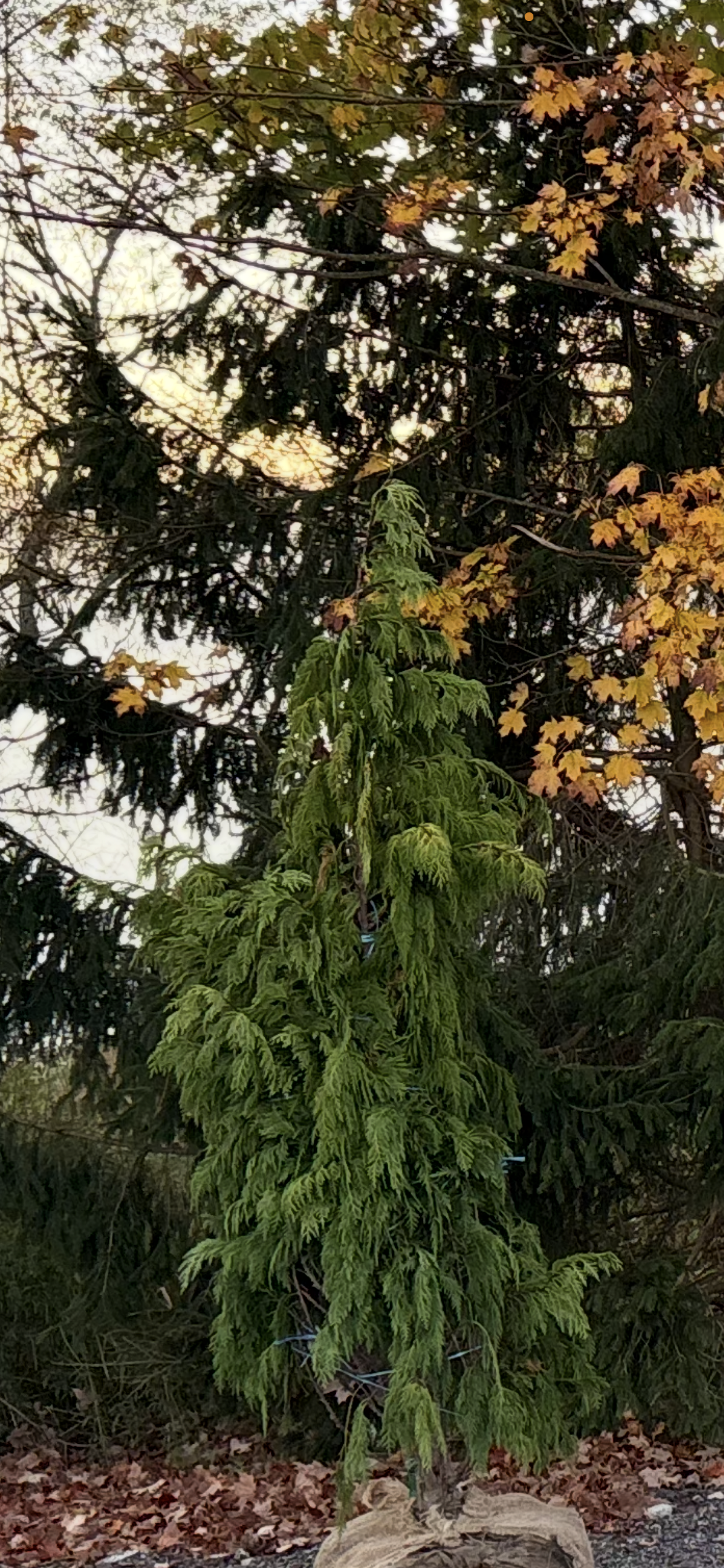 A tall, green weeping conifer tree stands in front of darker trees with yellow and green leaves.