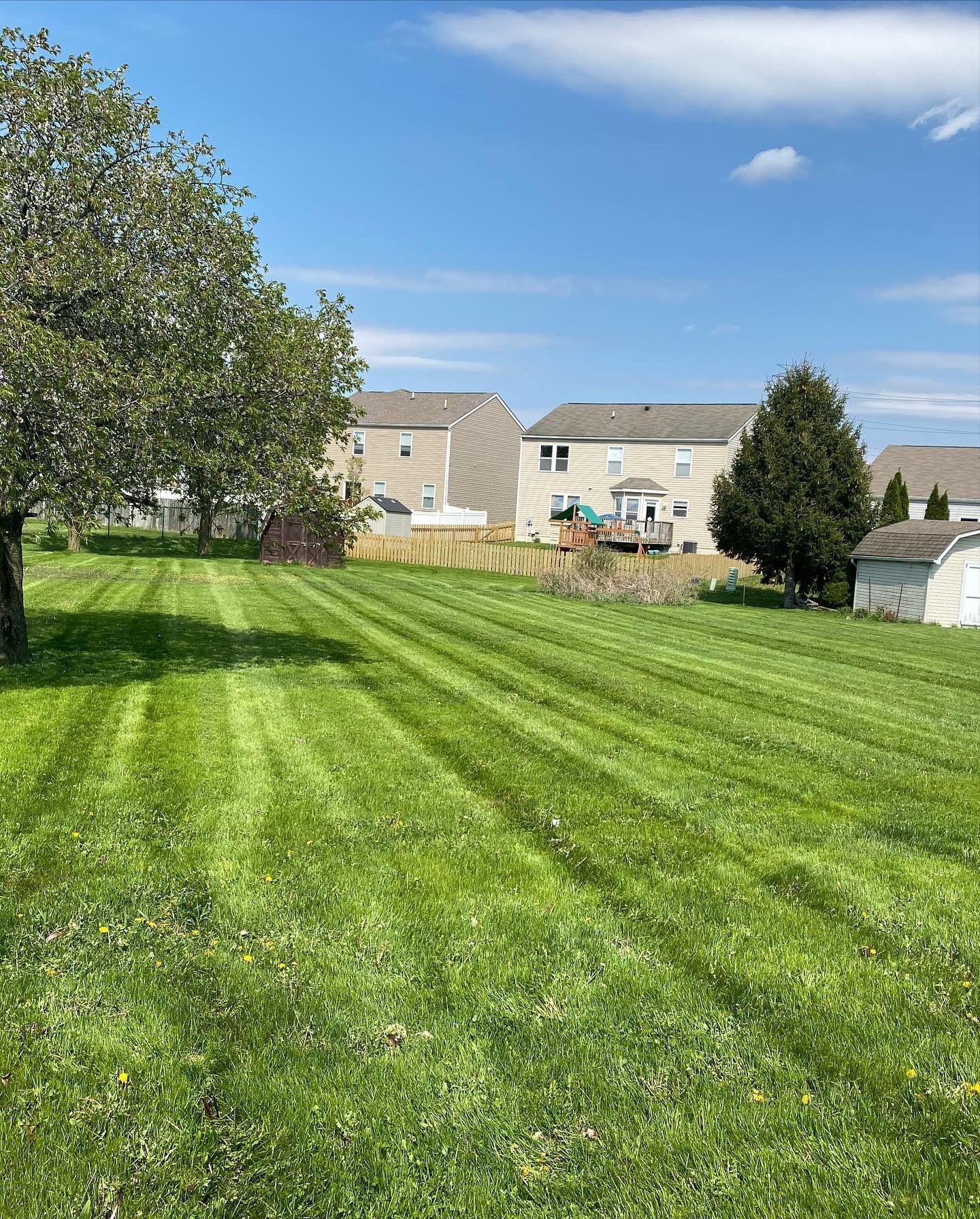 Lawn with freshly cut grass, trees, and houses on a sunny day.