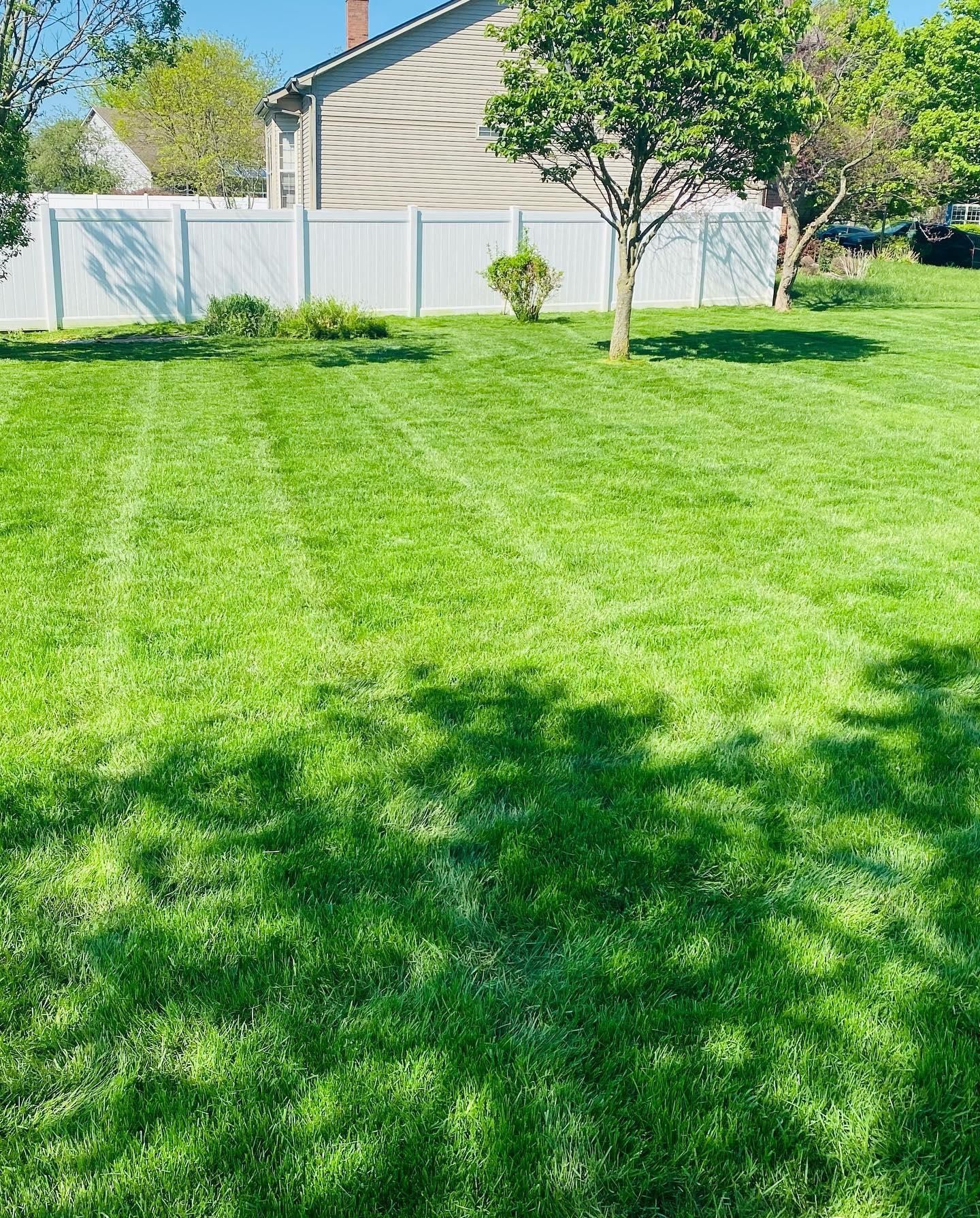 Lush green lawn with tree, shadow, and white fence in a backyard setting on a sunny day.