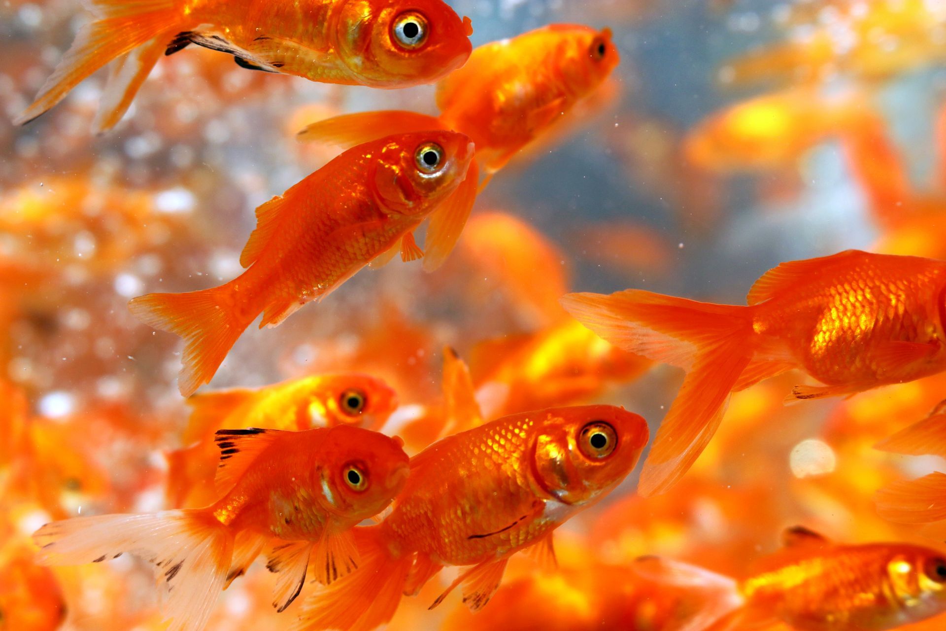Flock of vibrant orange goldfish swimming in a tank; eyes are open, gills are visible.
