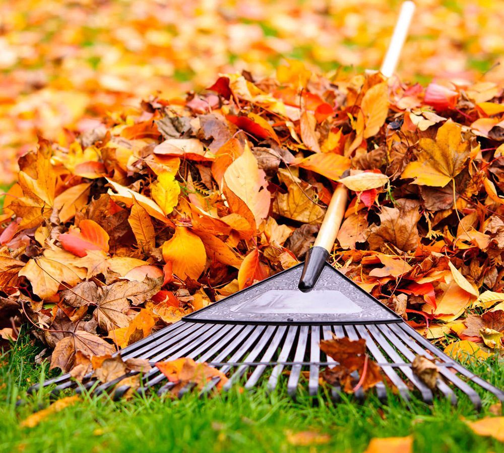A rake is sitting on top of a pile of leaves