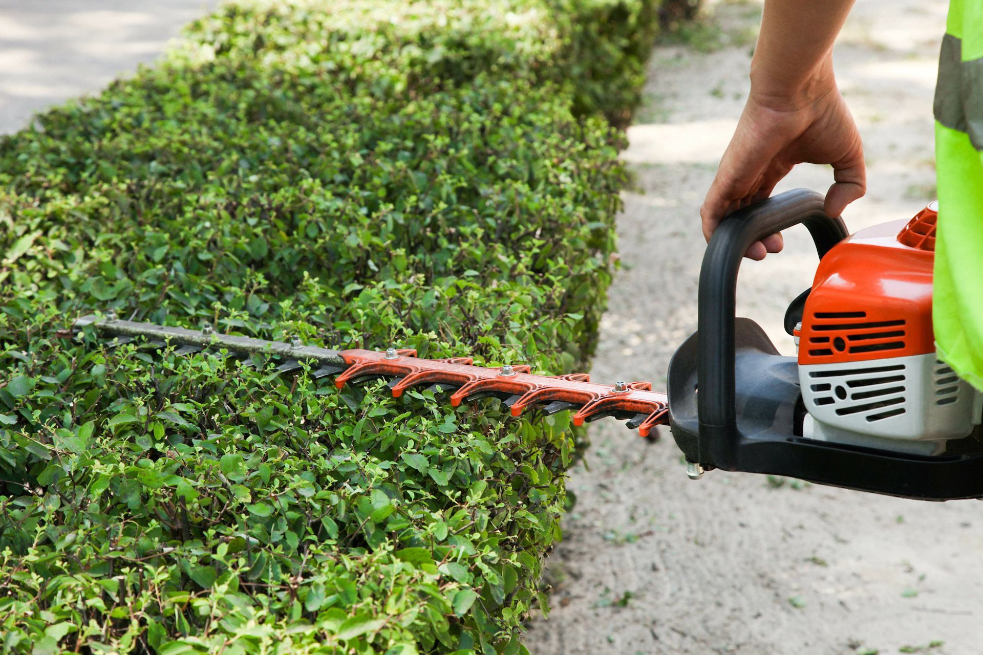 A person is cutting a hedge with a hedge trimmer