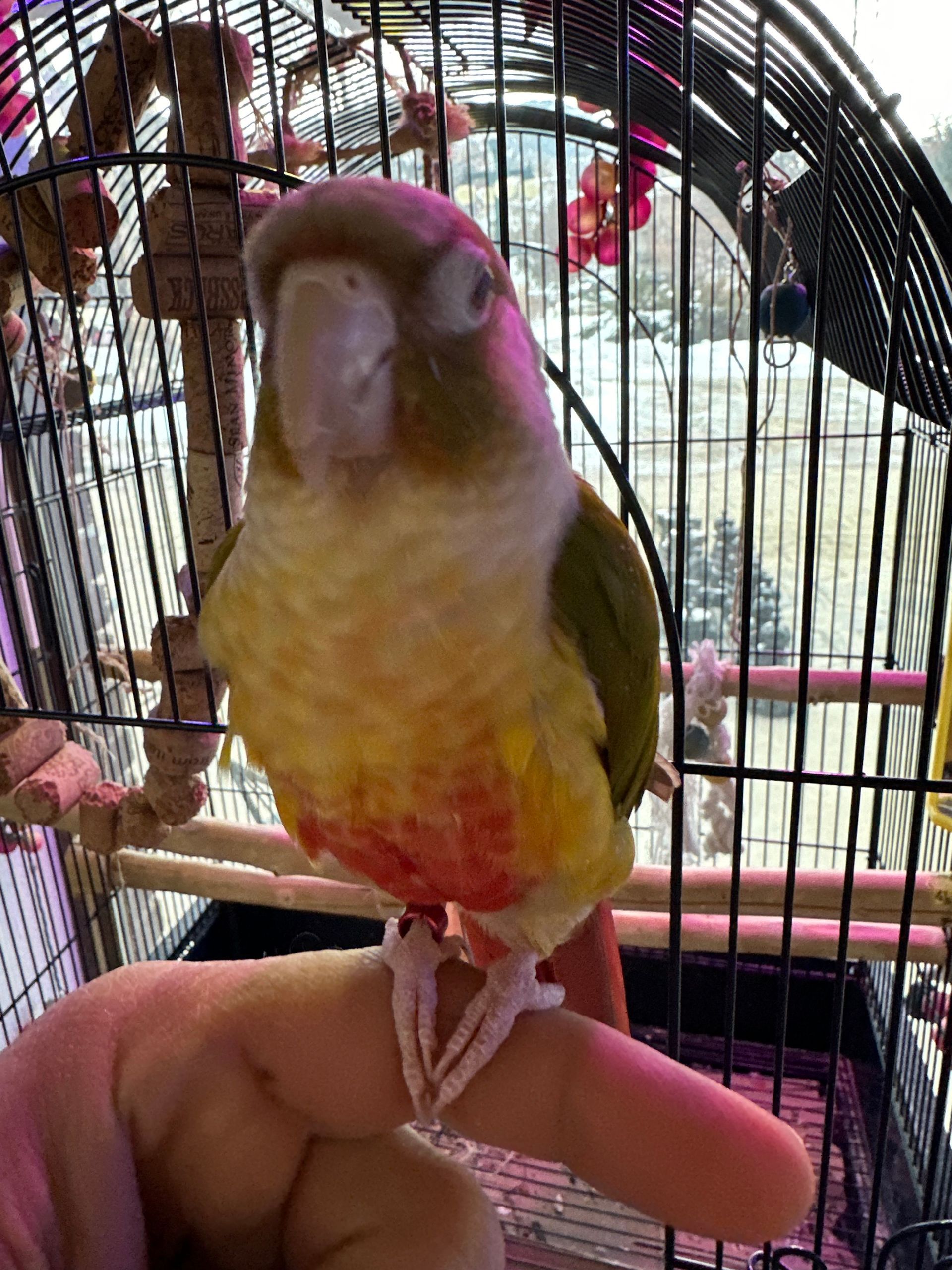 A person is holding a colorful parrot in a cage.