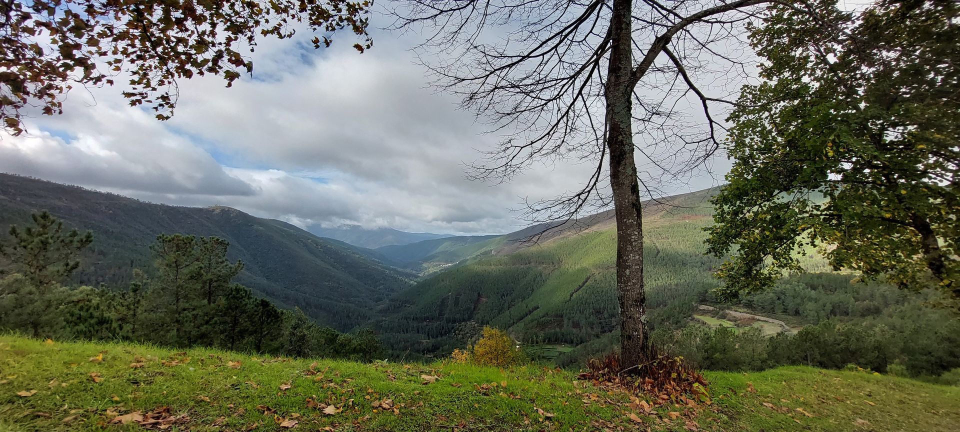 Panoramic view of the lush green valleys and forested slopes of Serra da Estrela, Portugal, framed by trees and dramatic clouds rolling over the mountains.