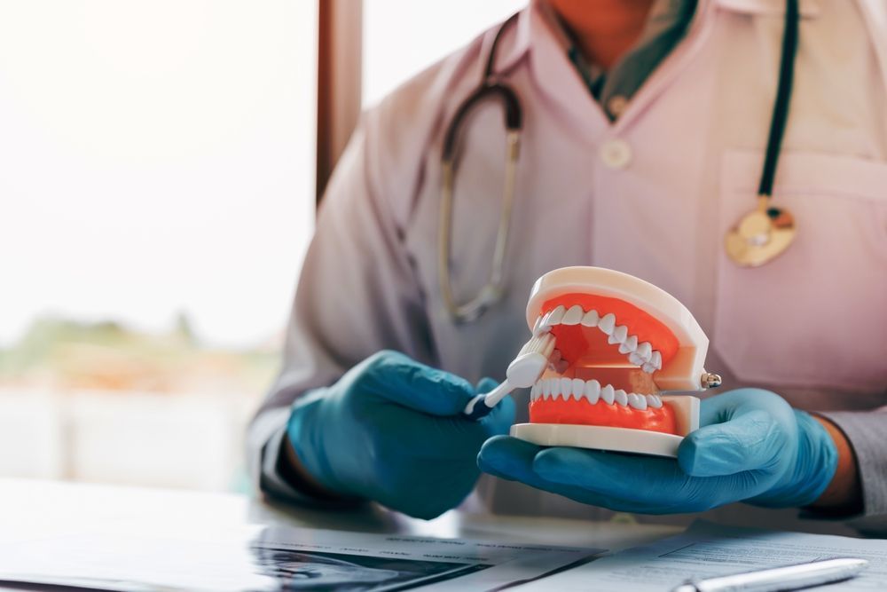 Dentist Holding A Model Of A Persons Teeth — Dr Patrick Meaney In Moss Vale, NSW