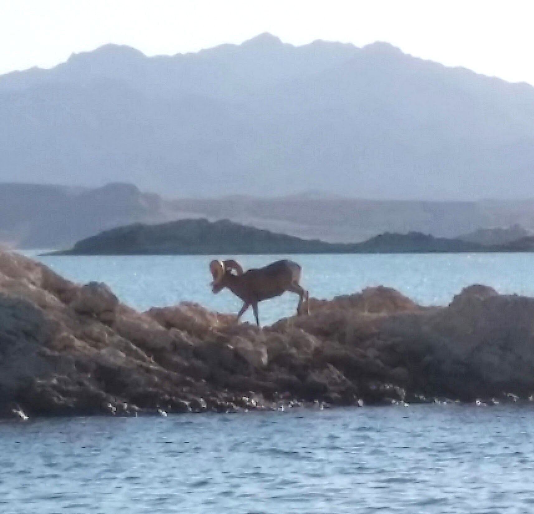 Lake Mead Fishing Charters Hoover Dam Fishing Charter Tours