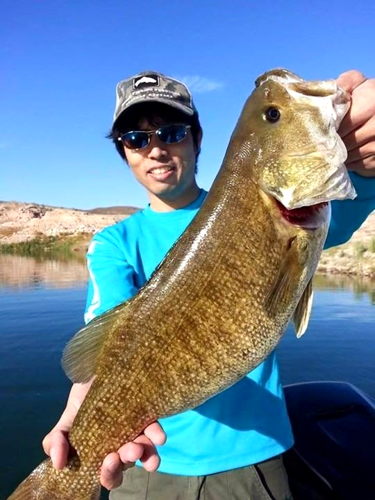 Lake Mead Fishing Bass Fishing Guides 