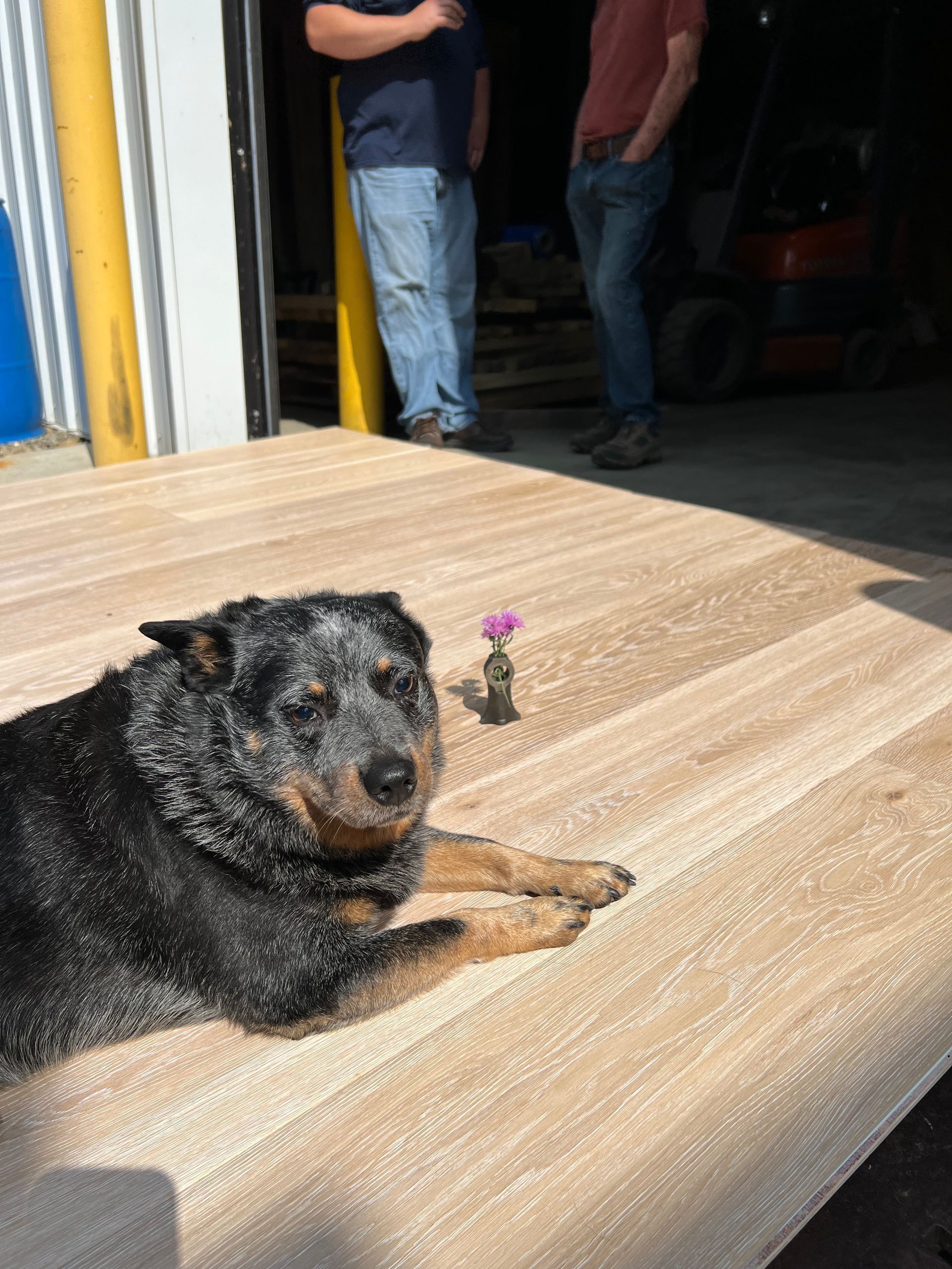 Loki with a White Oak White Wax with Wire Brush