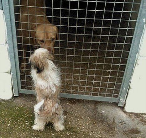 Individually heated kennels