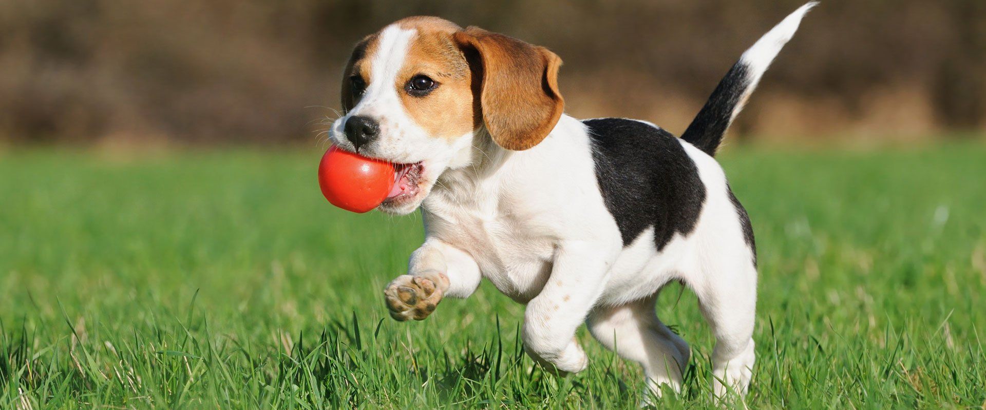 Spacious dog kennels