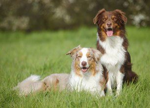 Dog kennels