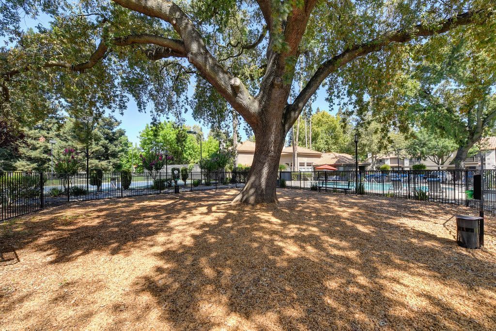 Shaded community courtyard with a large tree and a fenced pool area in the background.