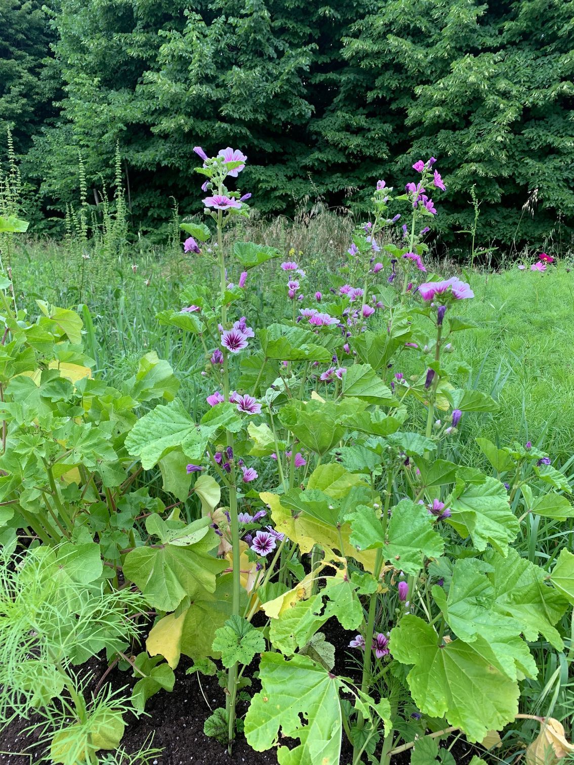 un mazzo di fiori viola cresce in un giardino.