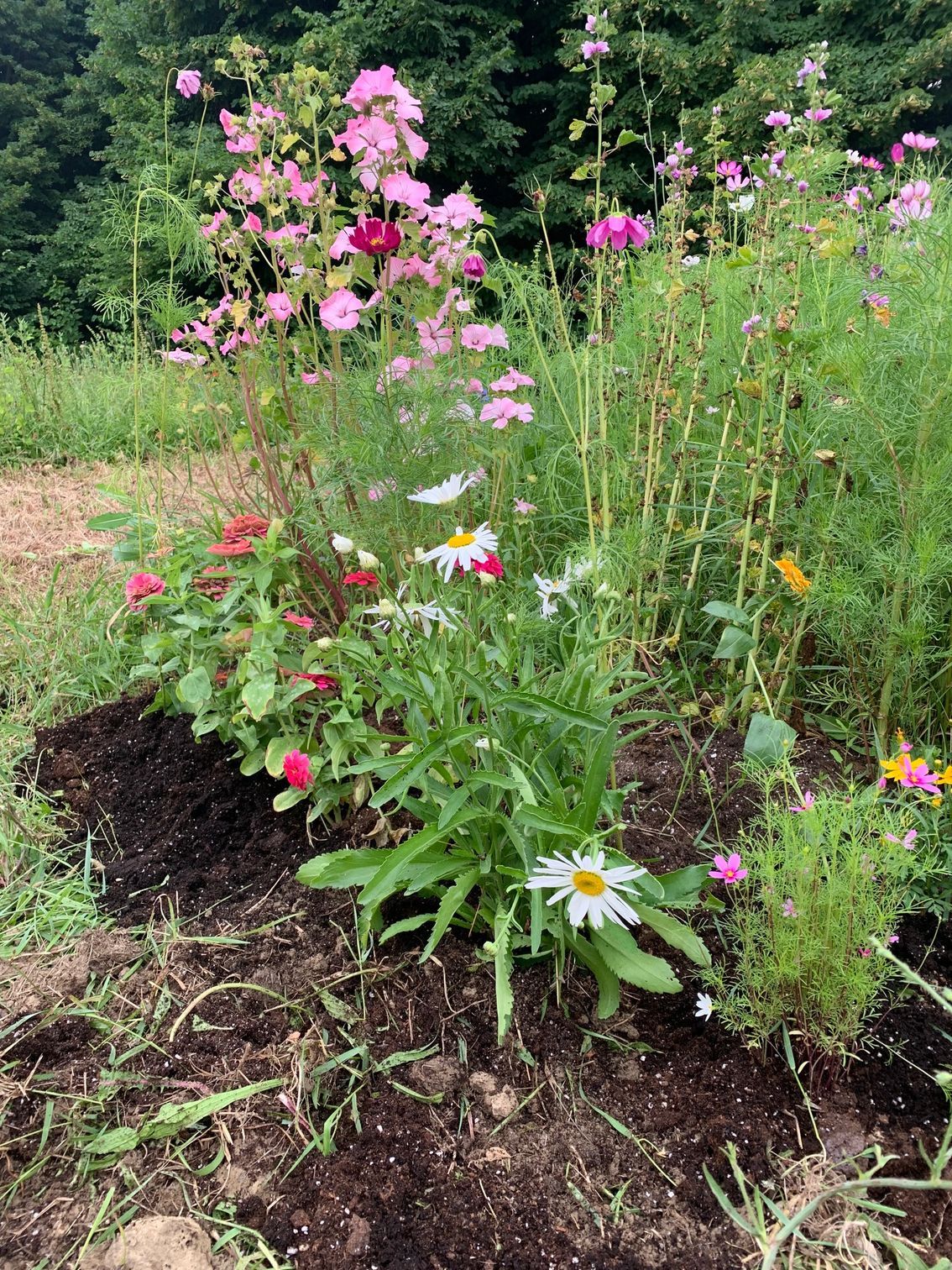 un mazzo di fiori cresce nella terra di un giardino.