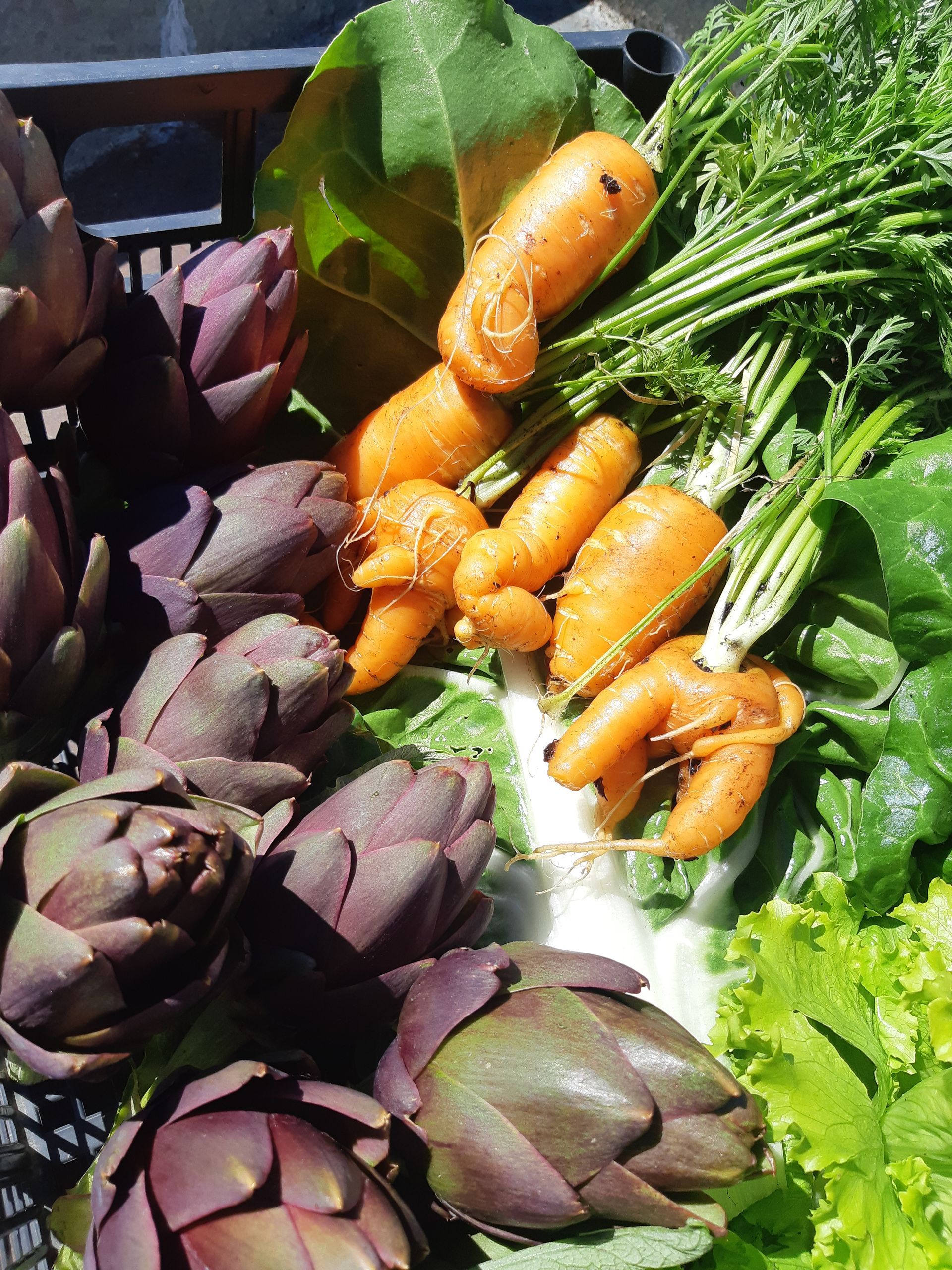 un mazzetto di verdure tra cui carote carciofi e lattuga