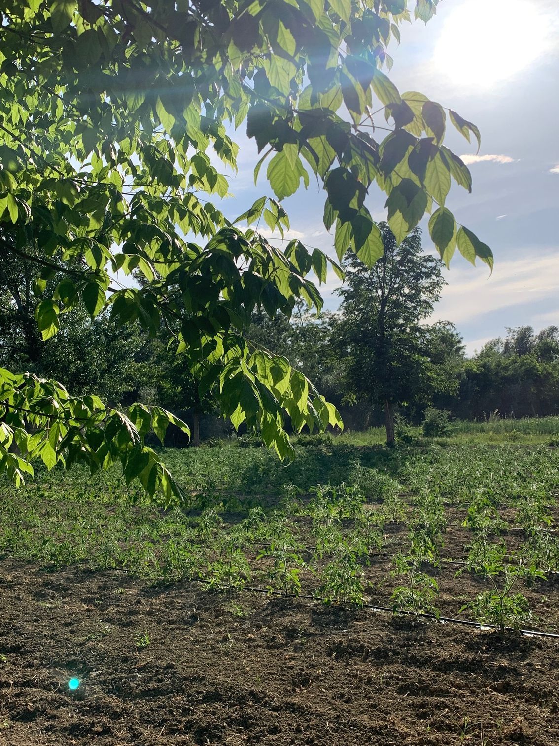 il sole splende attraverso gli alberi in un campo