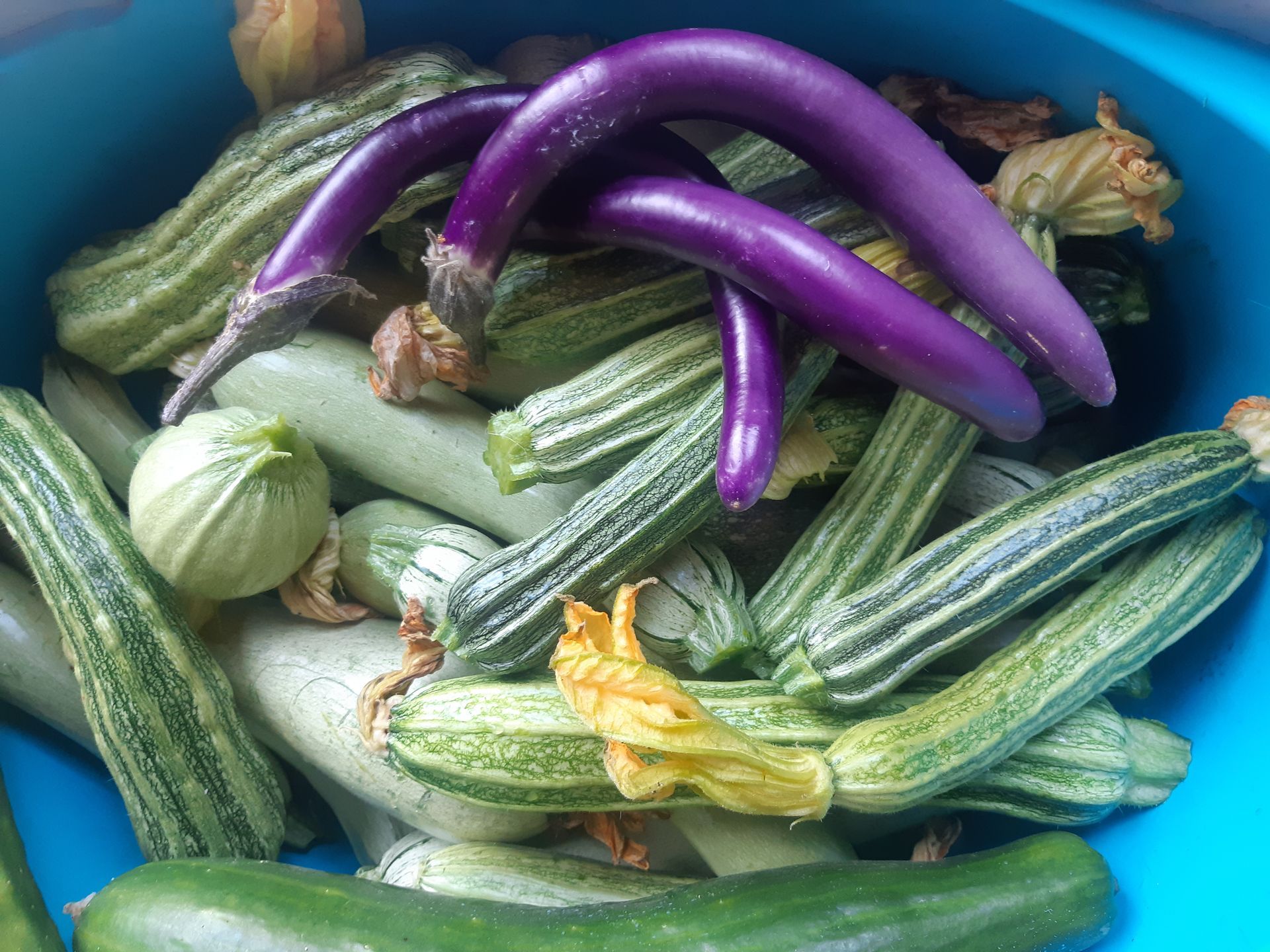 una ciotola blu piena di verdure verdi e viola