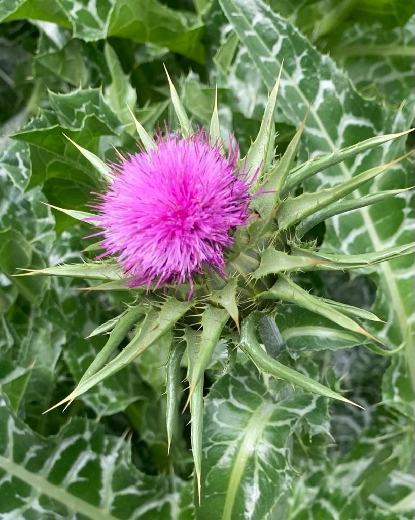 un primo piano di un fiore viola circondato da foglie verdi.