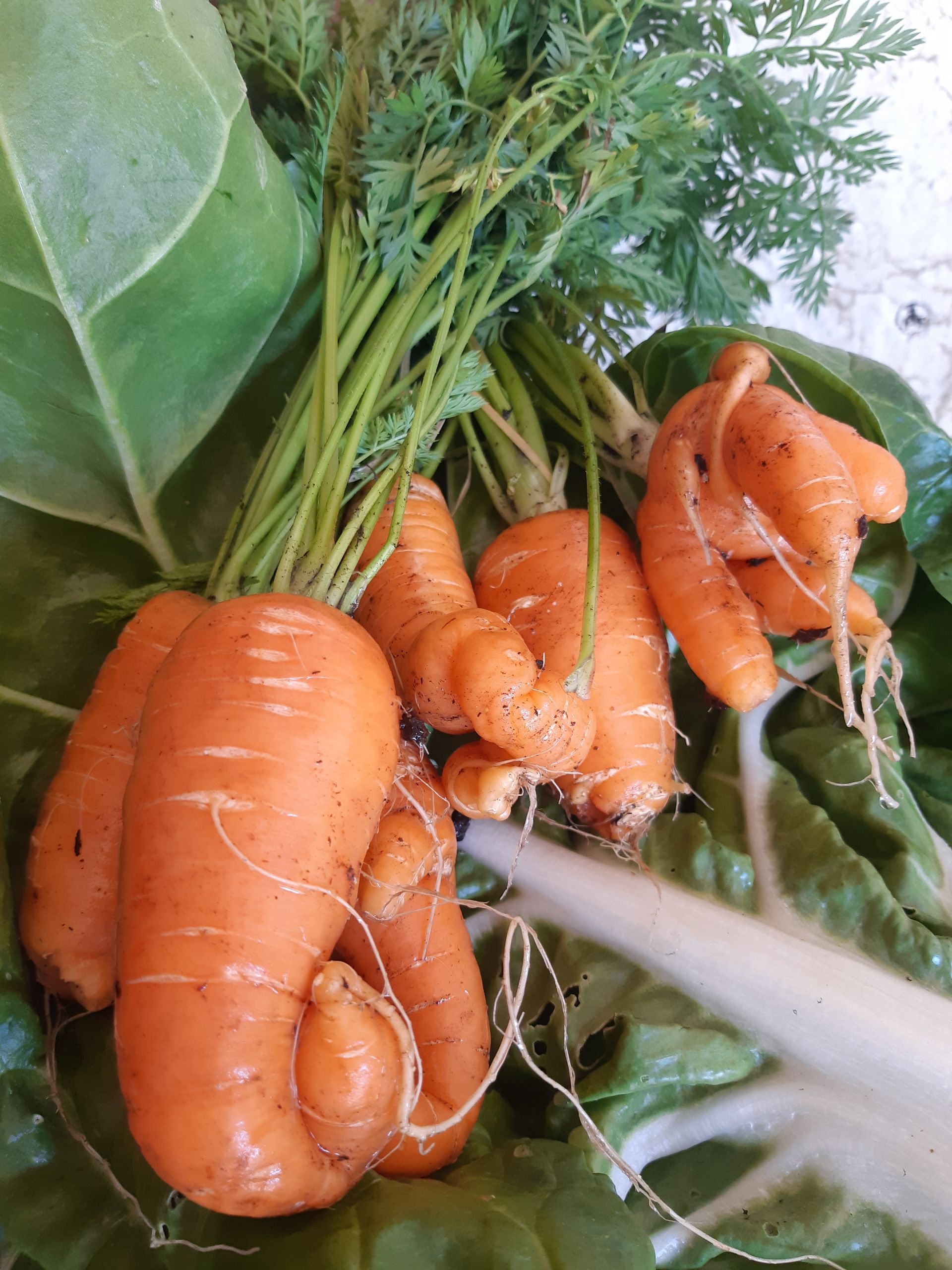 un mazzo di carote seduto sopra un mucchio di foglie verdi.