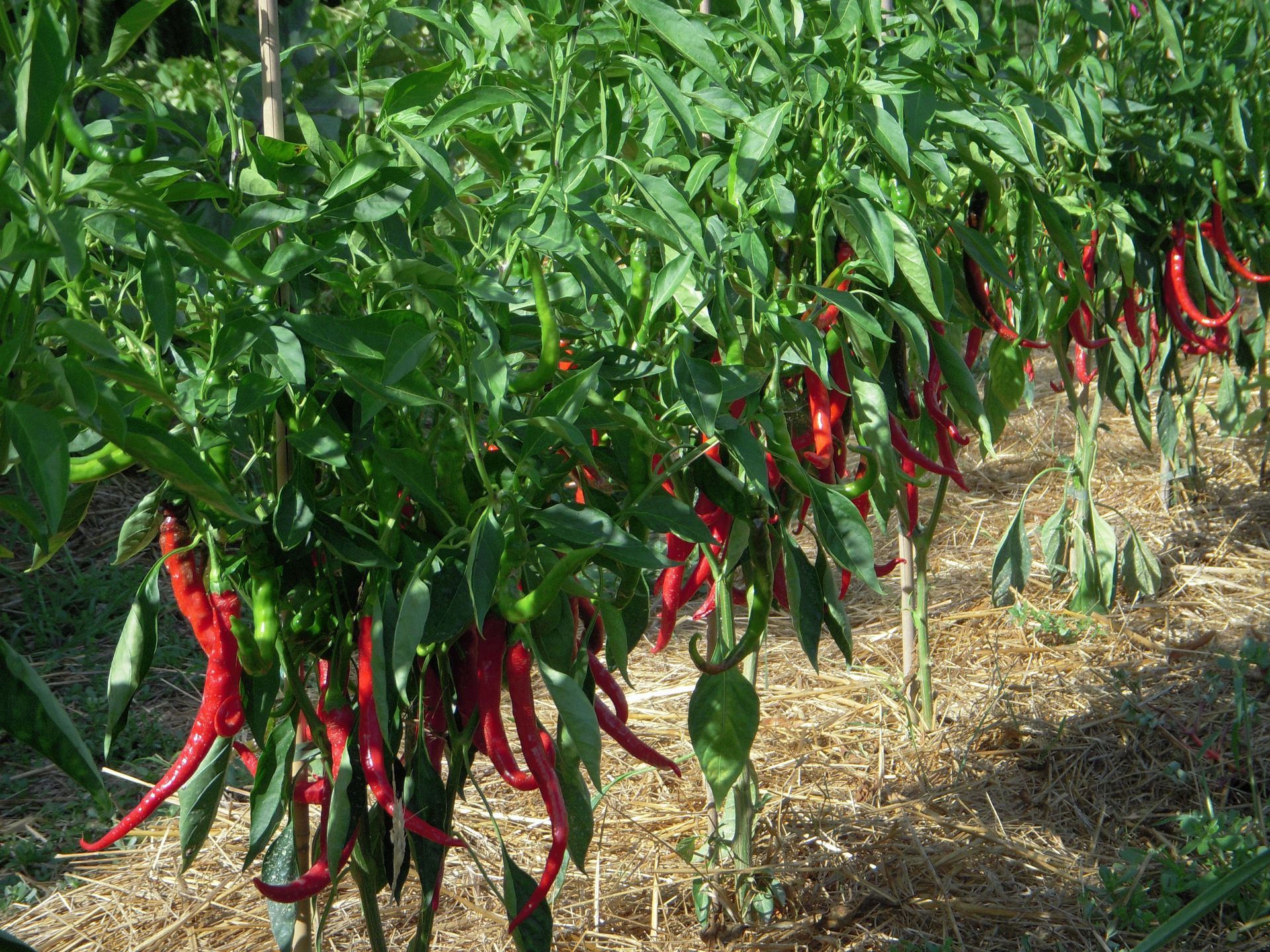 un mazzo di peperoni rossi che crescono su una pianta in un campo.
