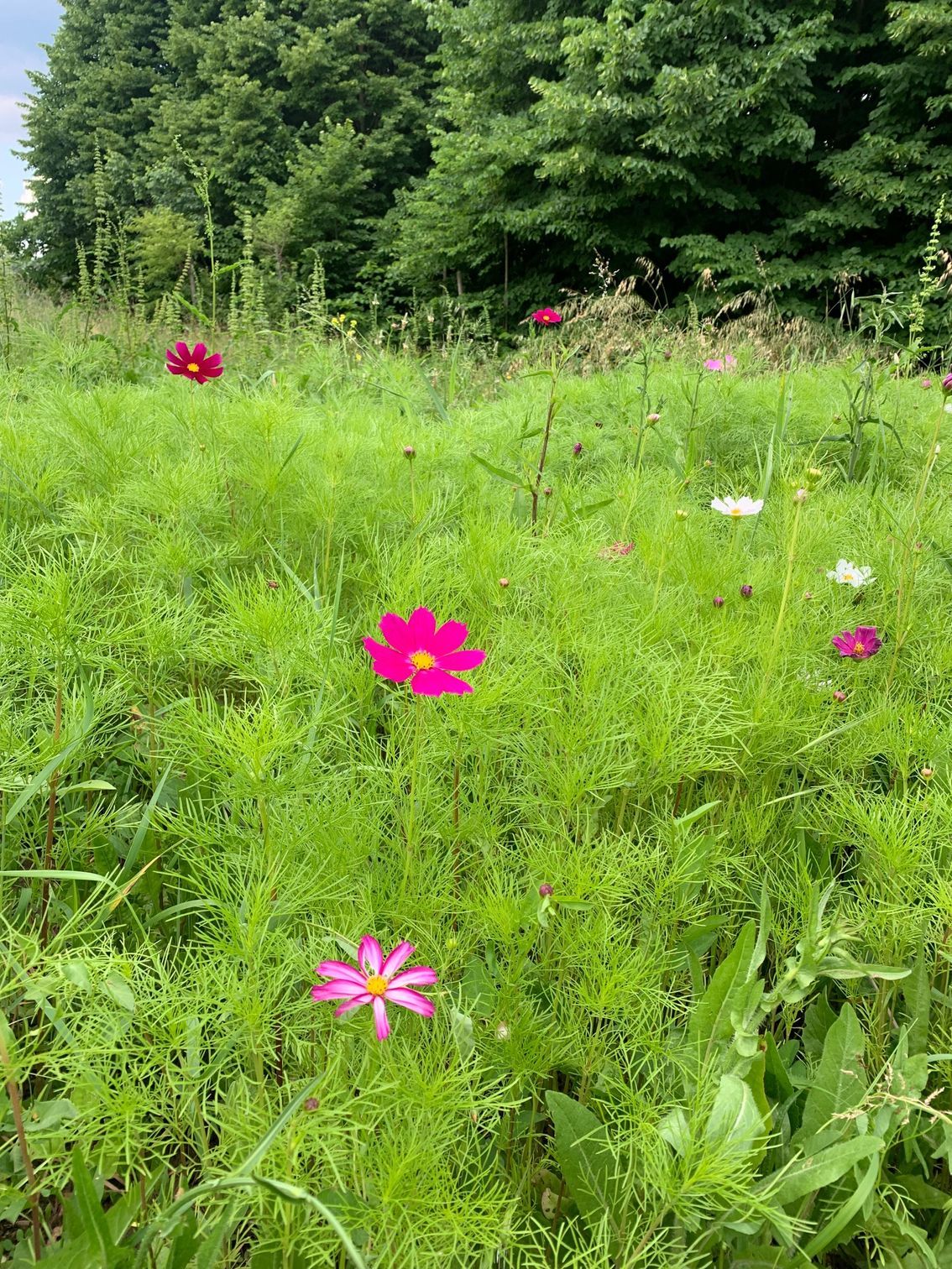 un campo di fiori che crescono nell'erba con alberi sullo sfondo.