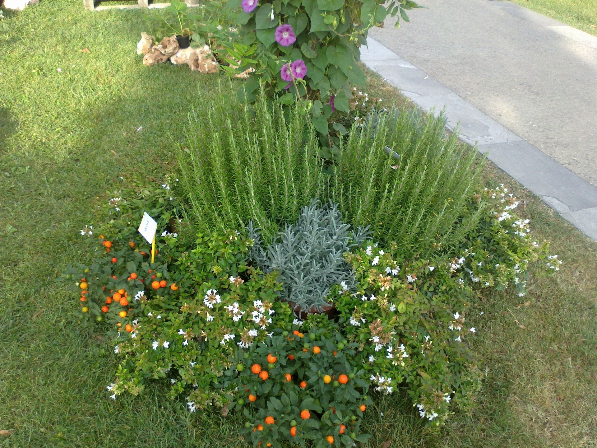 un giardino pieno di tante piante e fiori