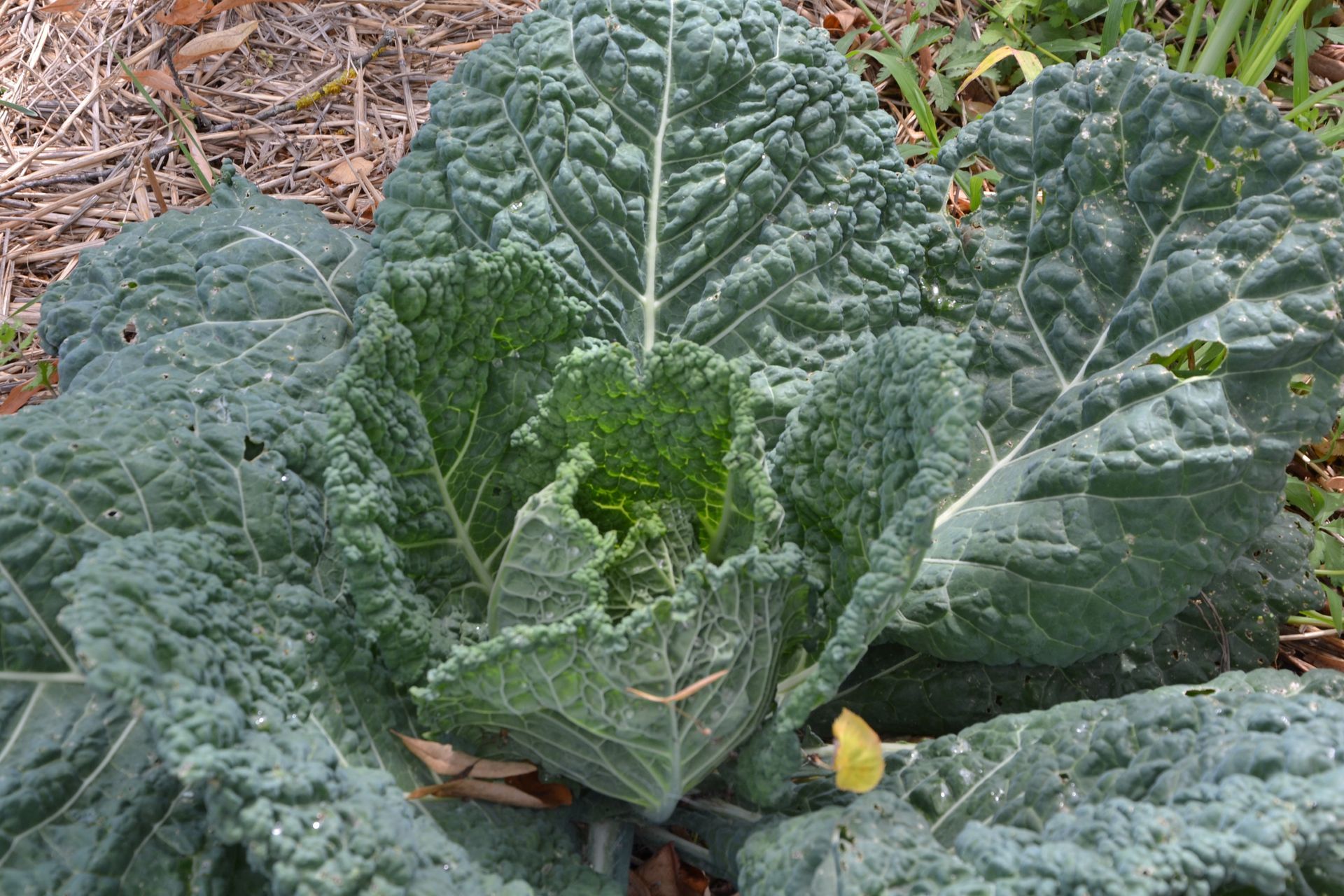 un primo piano di una pianta di cavolo con foglie verdi