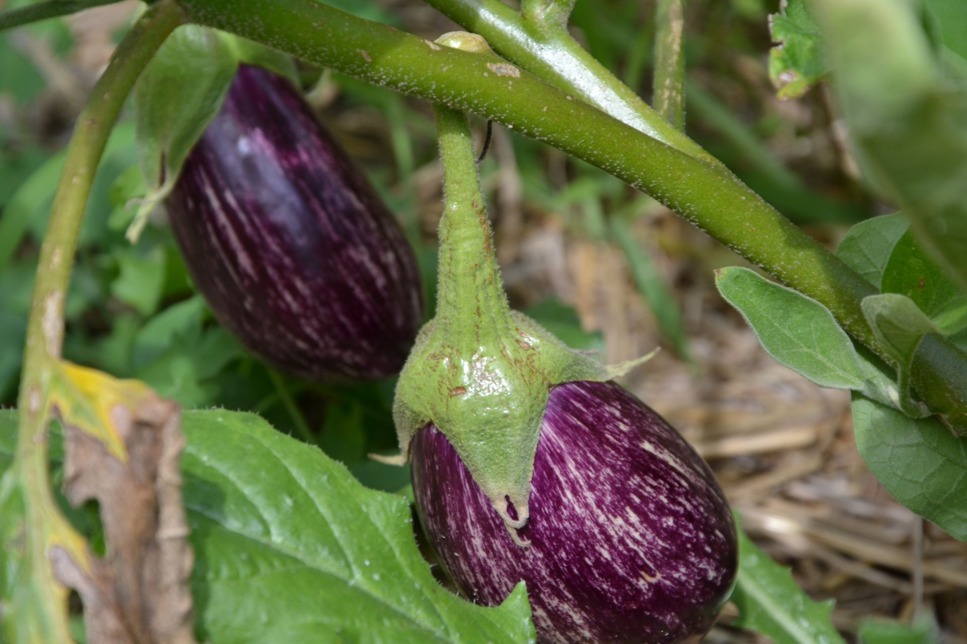 due melanzane viola crescono su una vite in un giardino.