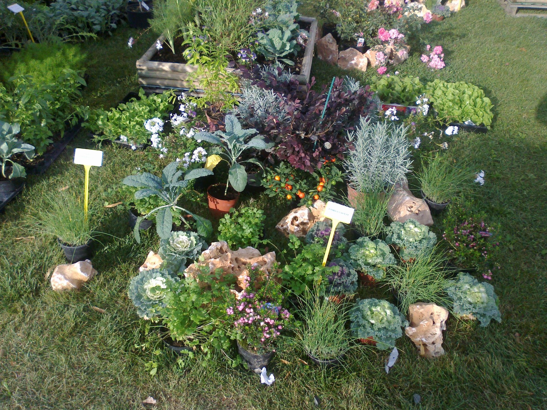 un mucchio di piante in vaso sono seduti in cima a un campo verde lussureggiante.