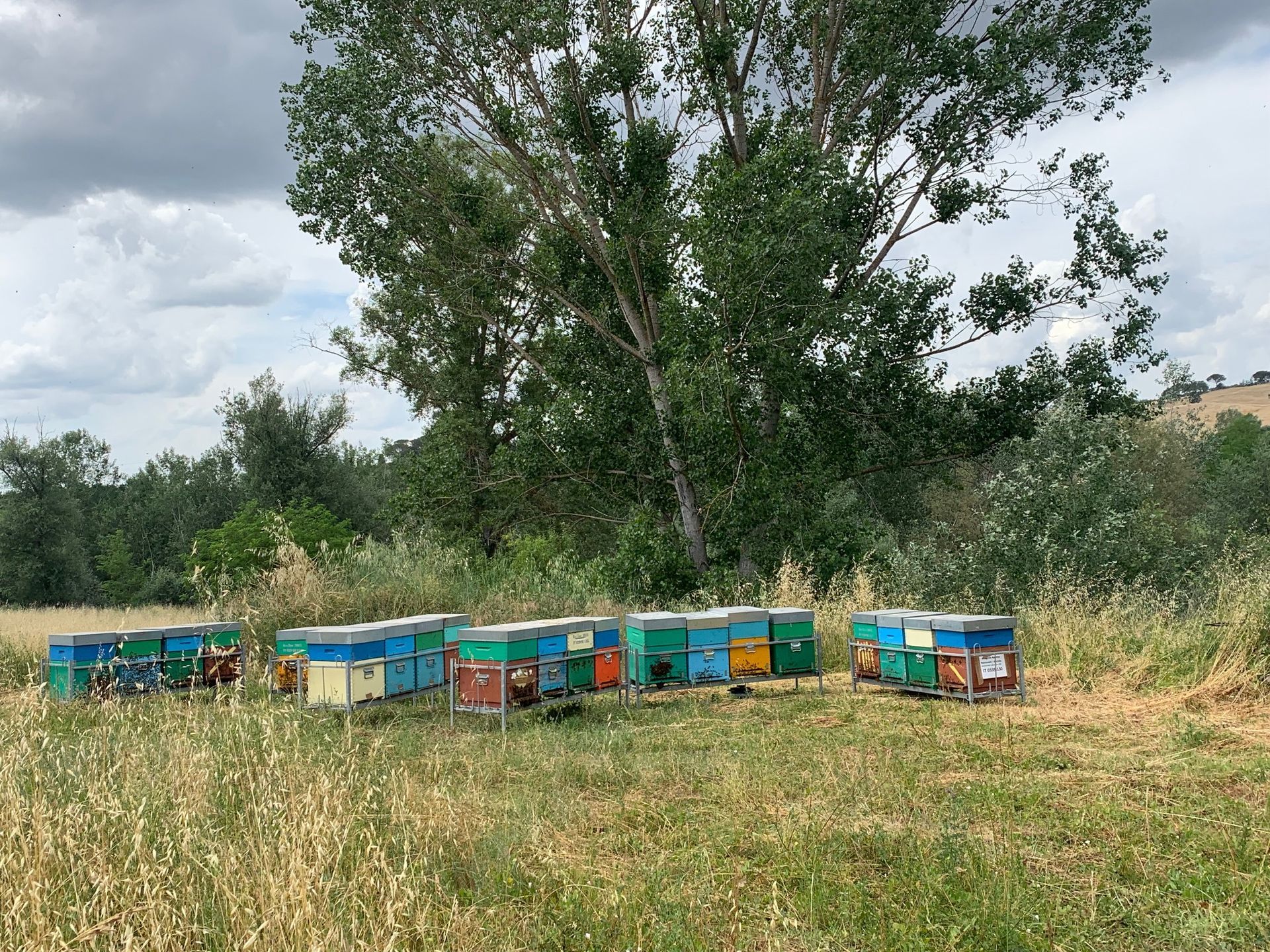 una fila di alveari in un campo con alberi sullo sfondo.
