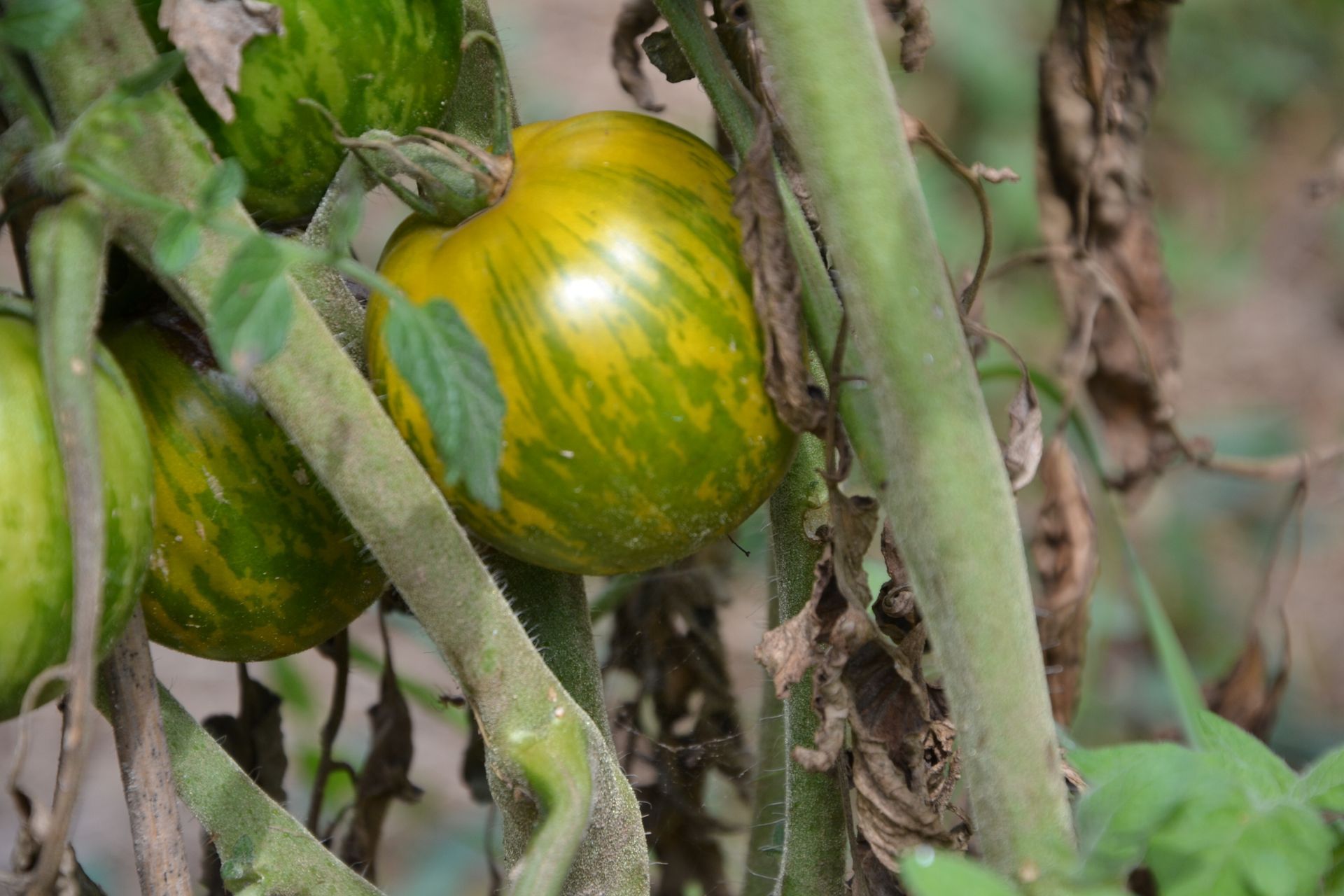 un mazzo di pomodori verdi e gialli che crescono su una vite.