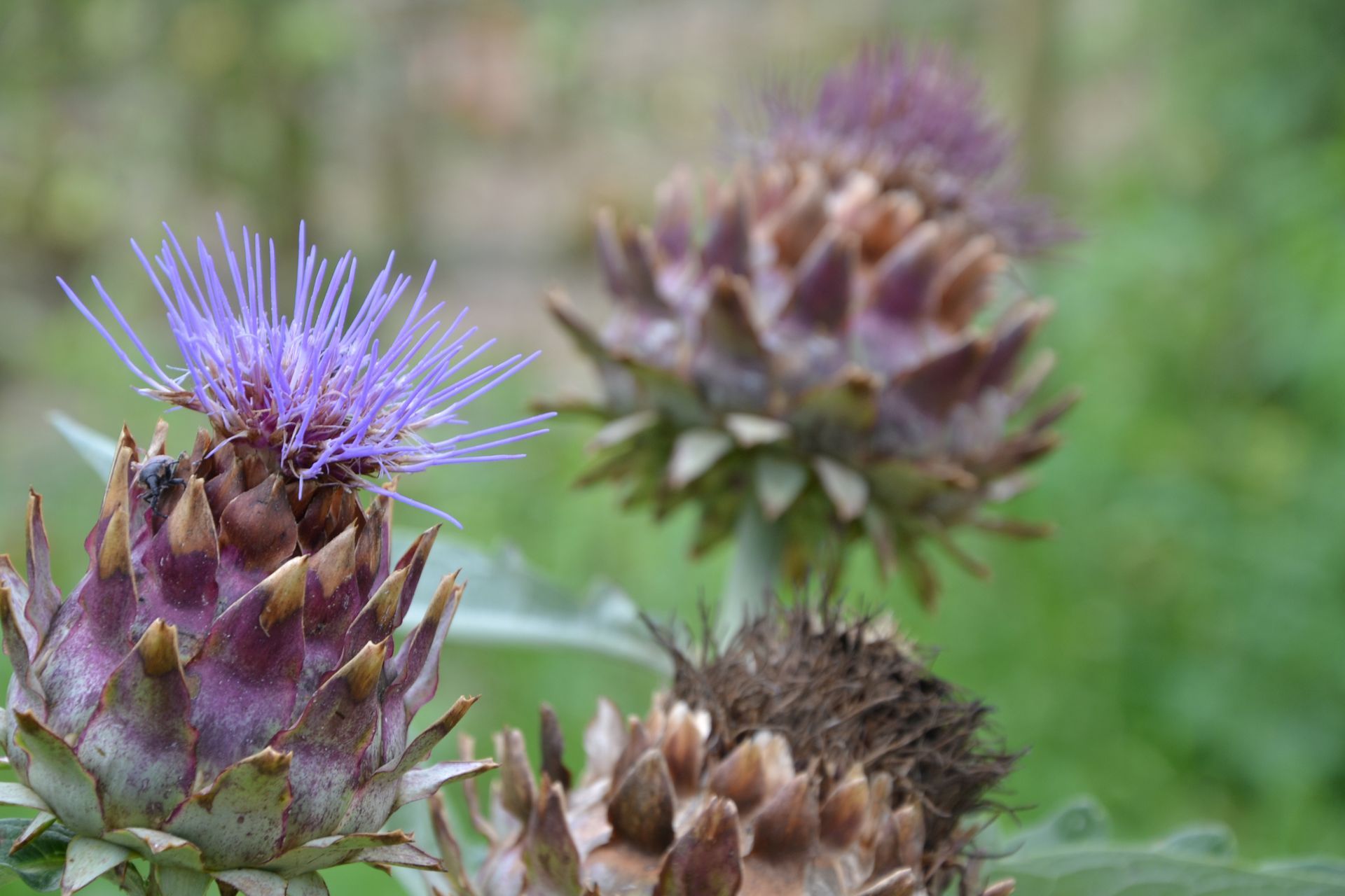 un primo piano di un fiore di carciofo viola con un'ape su di esso.