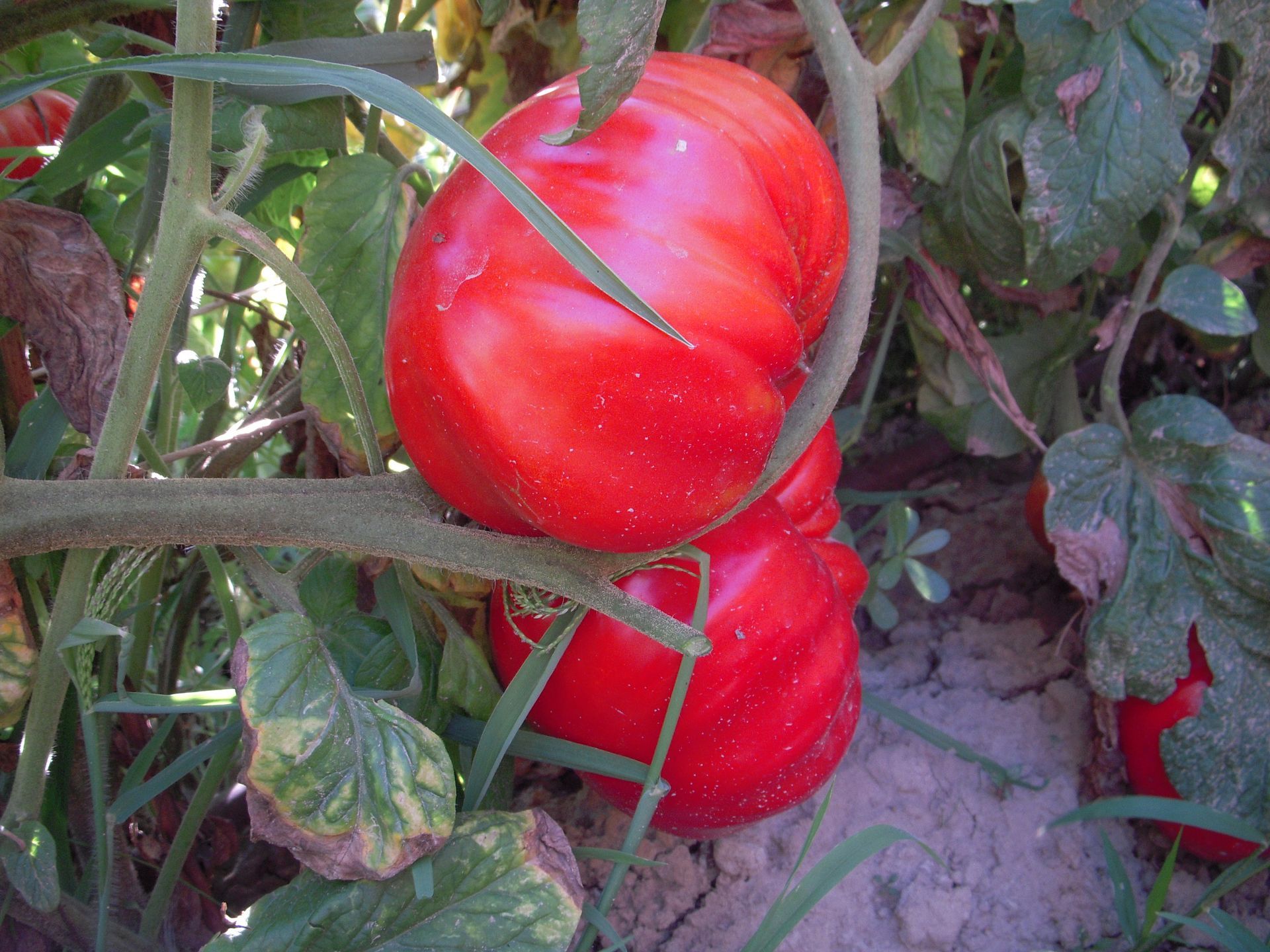 un grande pomodoro rosso cresce su una vite