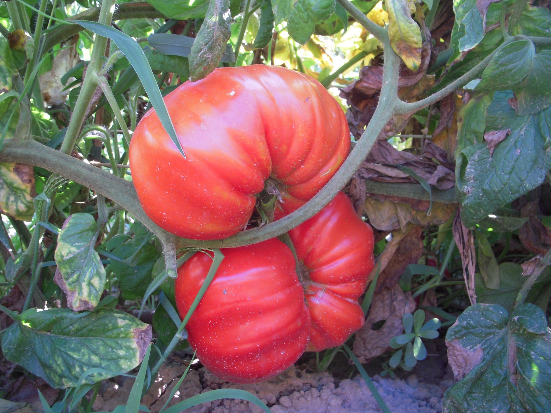 due grandi pomodori rossi crescono su una vite