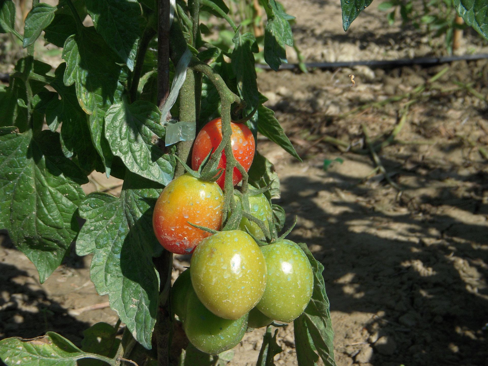 un grappolo di pomodori cresce su una vite