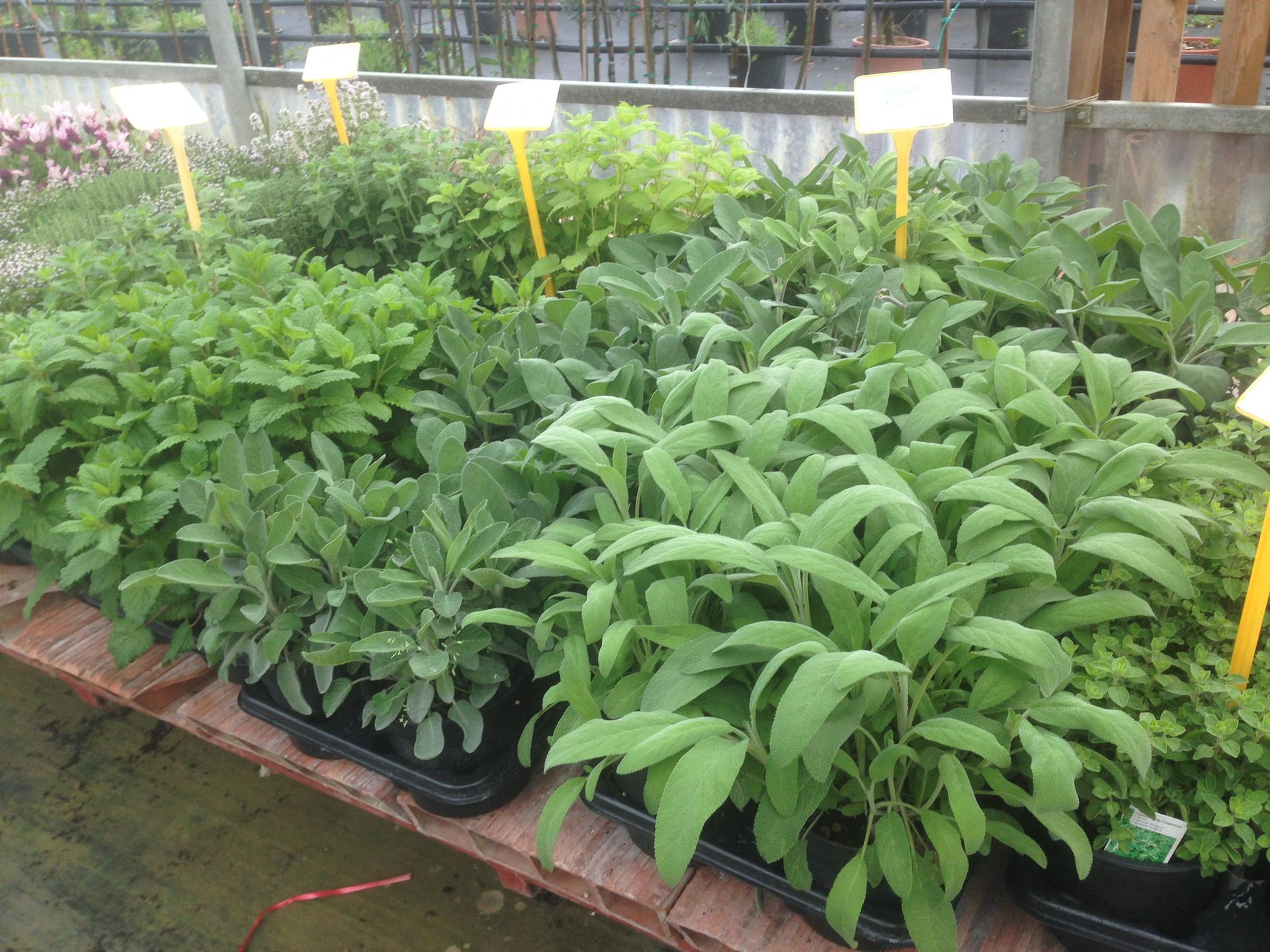 un mazzo di piante in vaso è seduto su un tavolo di legno.